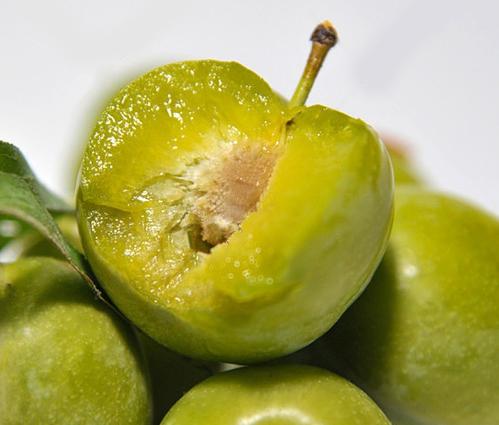 云南青脆李如何吃,四川李子脱骨青脆李怎么吃