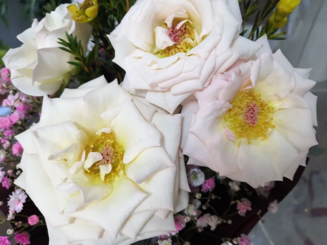 香槟玫瑰黄色泡泡,香槟多头玫瑰种植