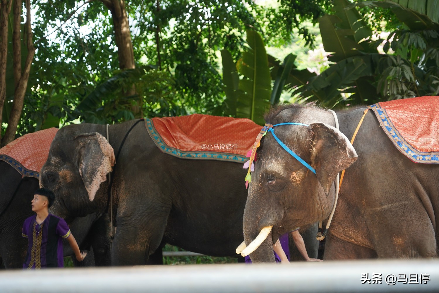 西双版纳看孔雀大象是哪个景点,西双版纳第一名景点