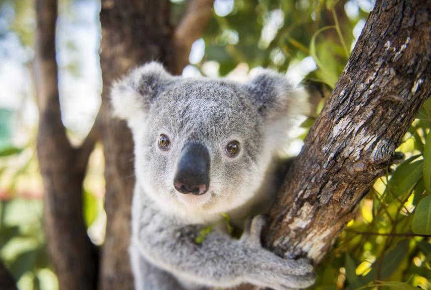 澳洲树袋熊是什么样的,澳大利亚国宝树袋熊进入人类市区