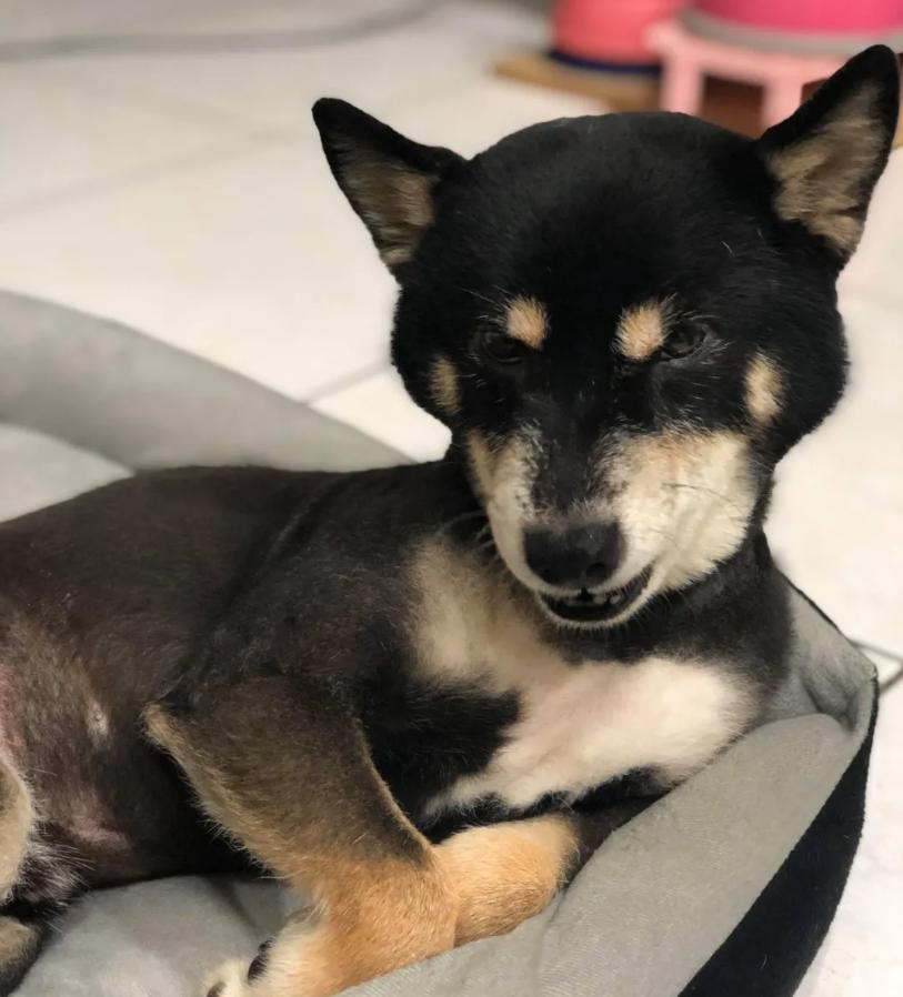 狗狗后部被插入“木棍”，还缠着大量胶带，被救后又遭遗弃