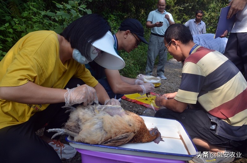 融安县开展2021年动物产品质量安全监督抽检工作