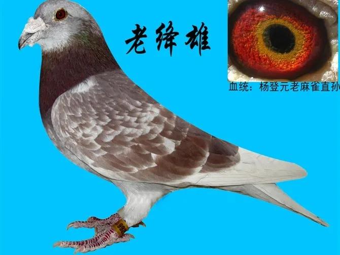 璧涙壃瑗跨縼鐓х墖,瑗跨縼璧涙壃