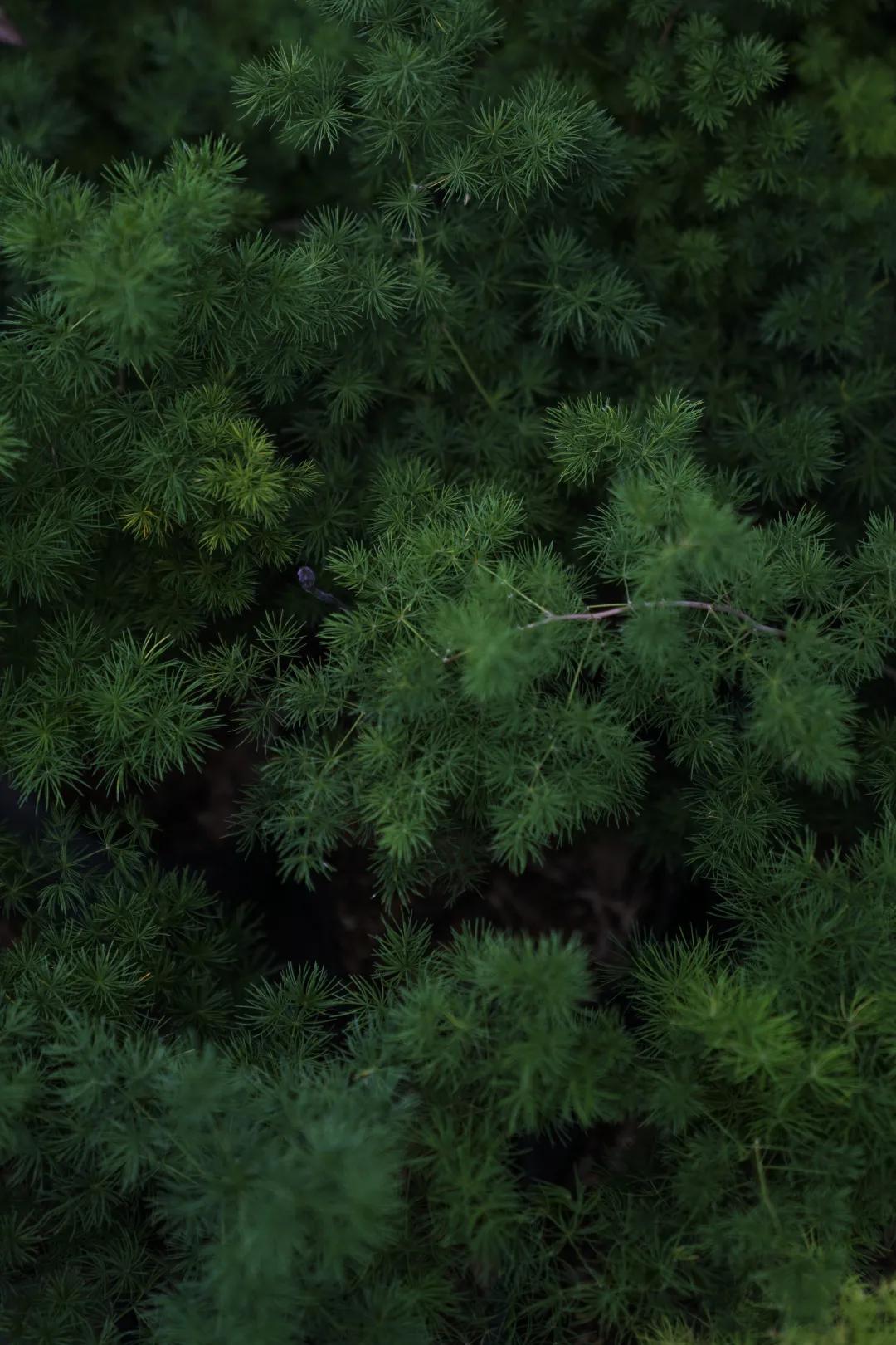 乌鲁木齐附近最便宜的花市,乌鲁木齐市花街在哪里