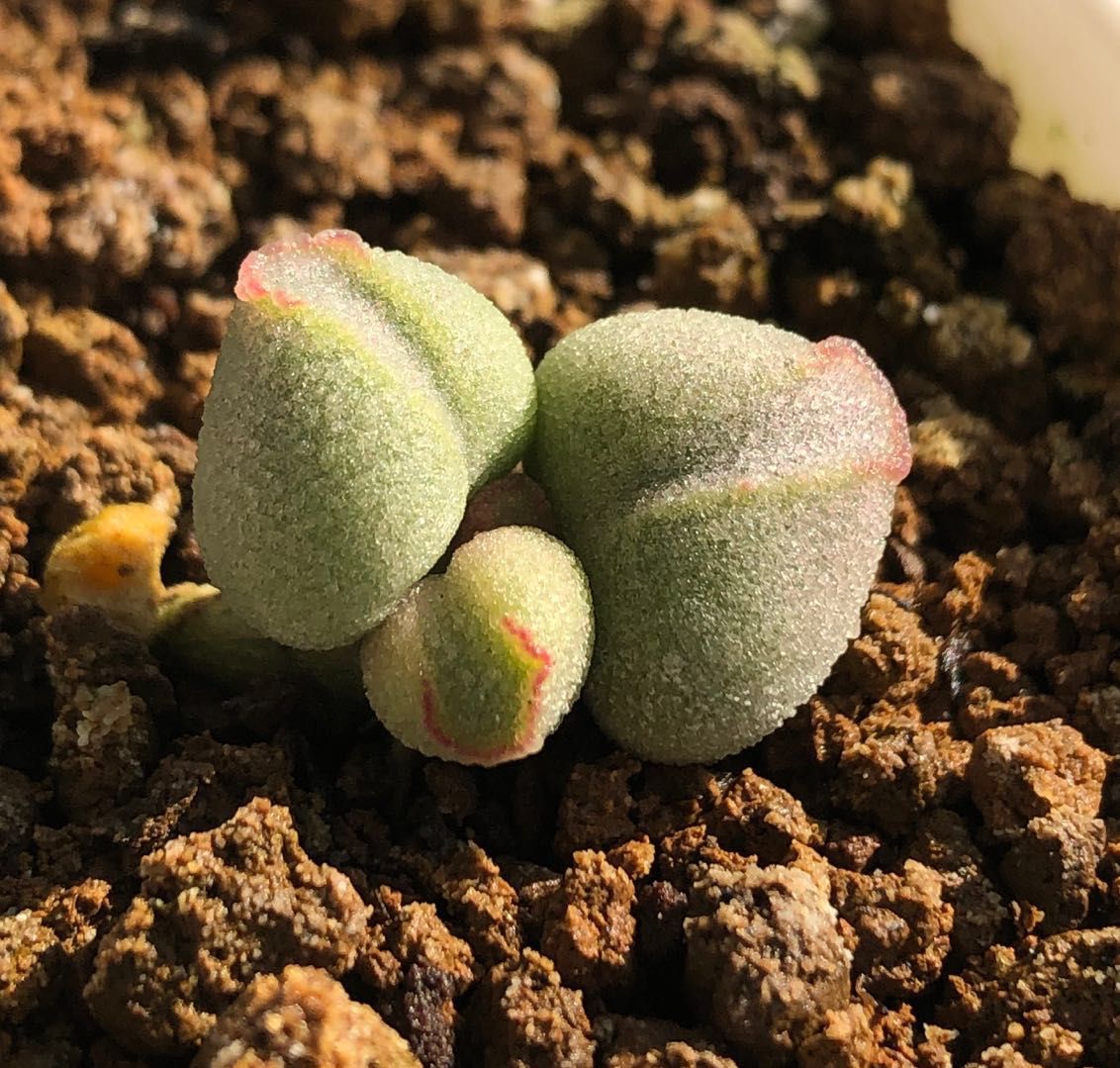 水泡多肉大全,水泡多肉叶片发焉