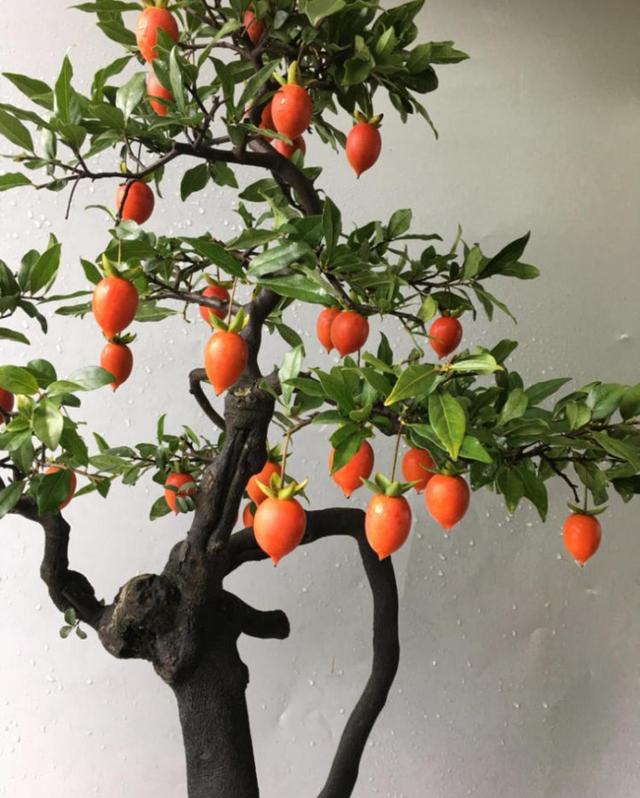 寓意财旺的花,十大吉祥花开图片