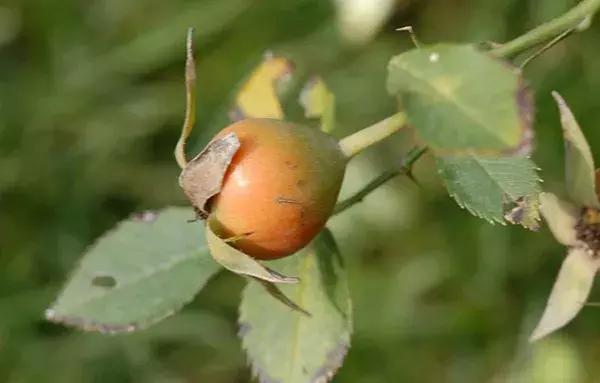 蔷薇月季玫瑰哪种最好养,蔷薇月季玫瑰区别是什么