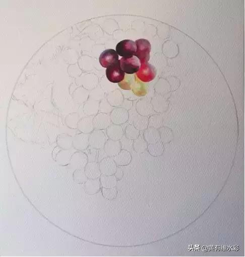 晶莹剔透的葡萄,水彩葡萄图片