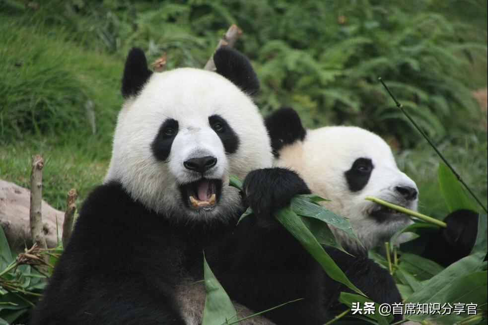游四川成都自由行攻略,四川成都自由行旅游攻略