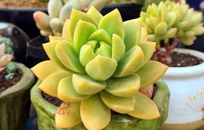 多肉变瘦怎么回事,多肉换了颗粒土怎么都变瘦了