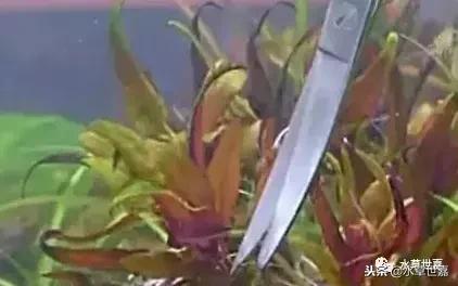 草缸常见10种藻类的解决方法,草缸藻类生物防治方法