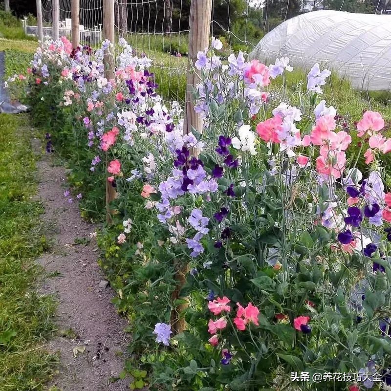 什么品种的香水花最好养,10种最香的香水花