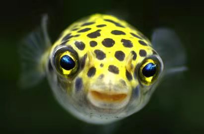 汽水鱼海水鱼,把海水鱼养成汽水鱼