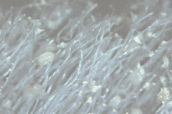 被子不洗不晒怎么杀菌除味,被子很臭又不能洗怎么办