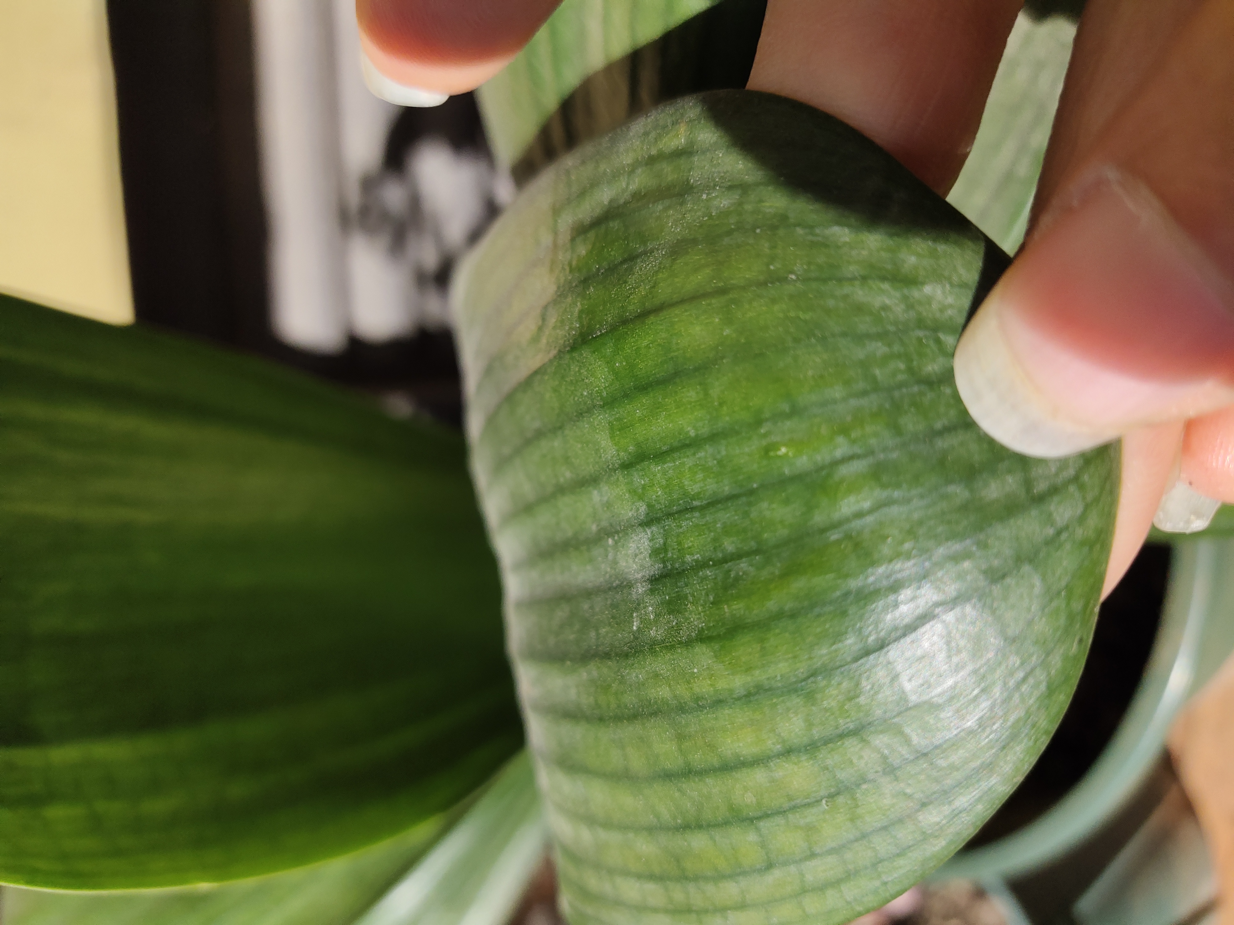 君子兰刚刚抽箭怎么管理,君子兰催花最有效快速的方法