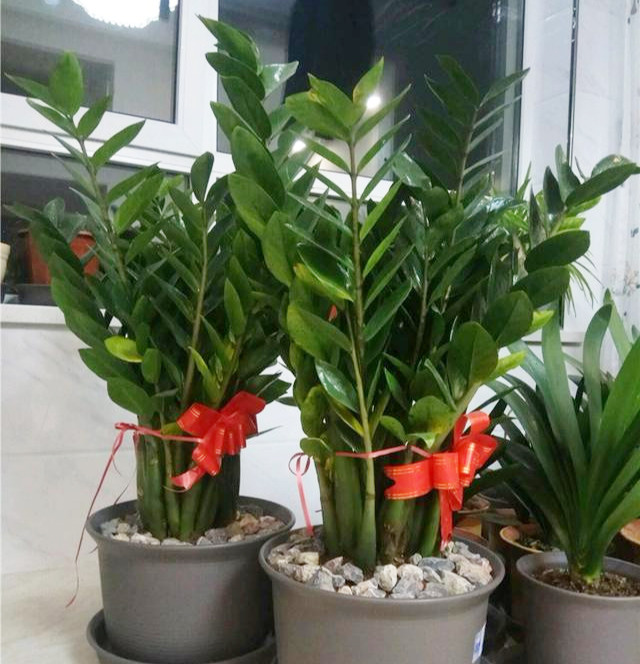 哪三种花不要轻易送人,家里有四种花不能送人