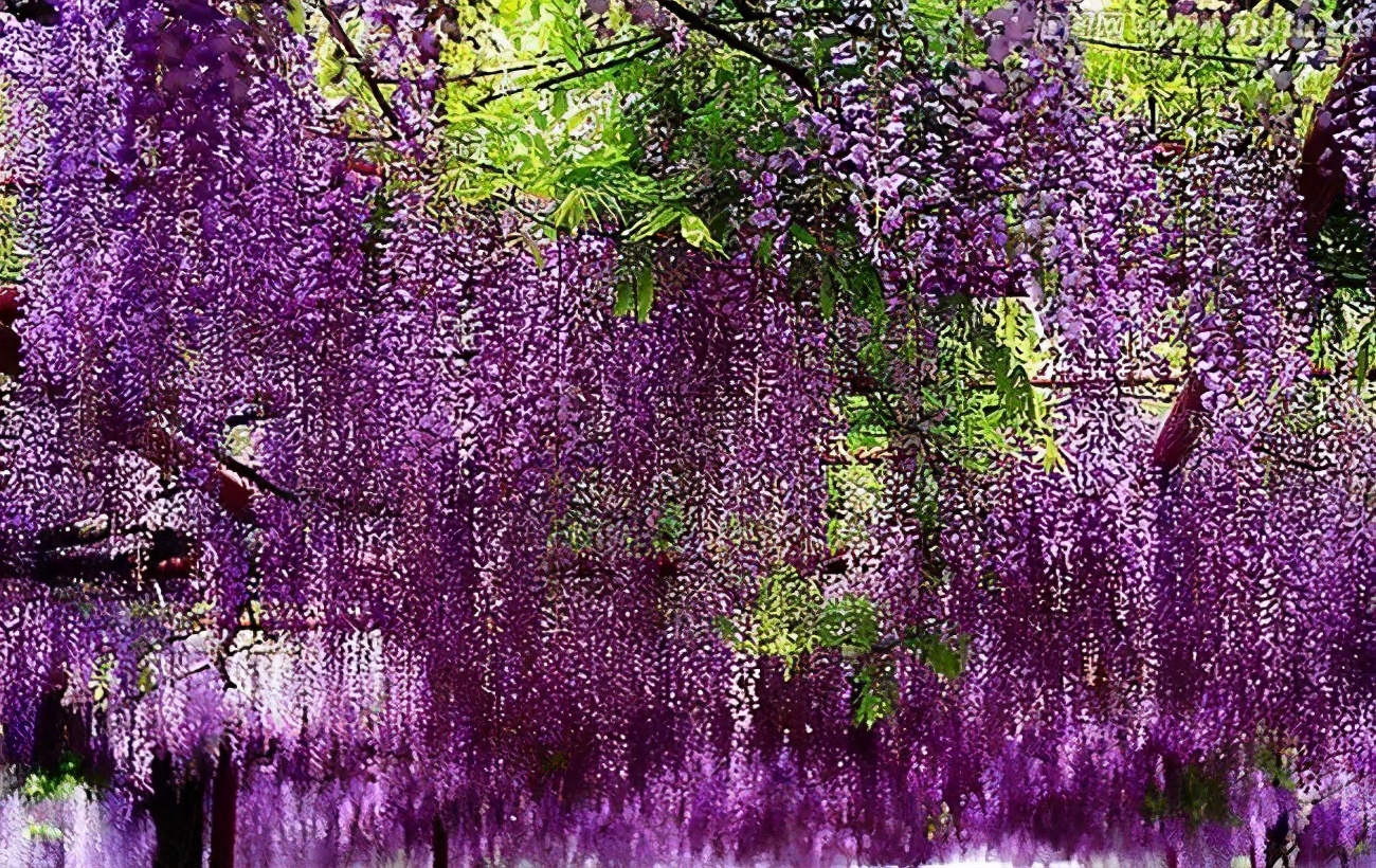 天蒙山踏青赏花,蒙山景区赏花