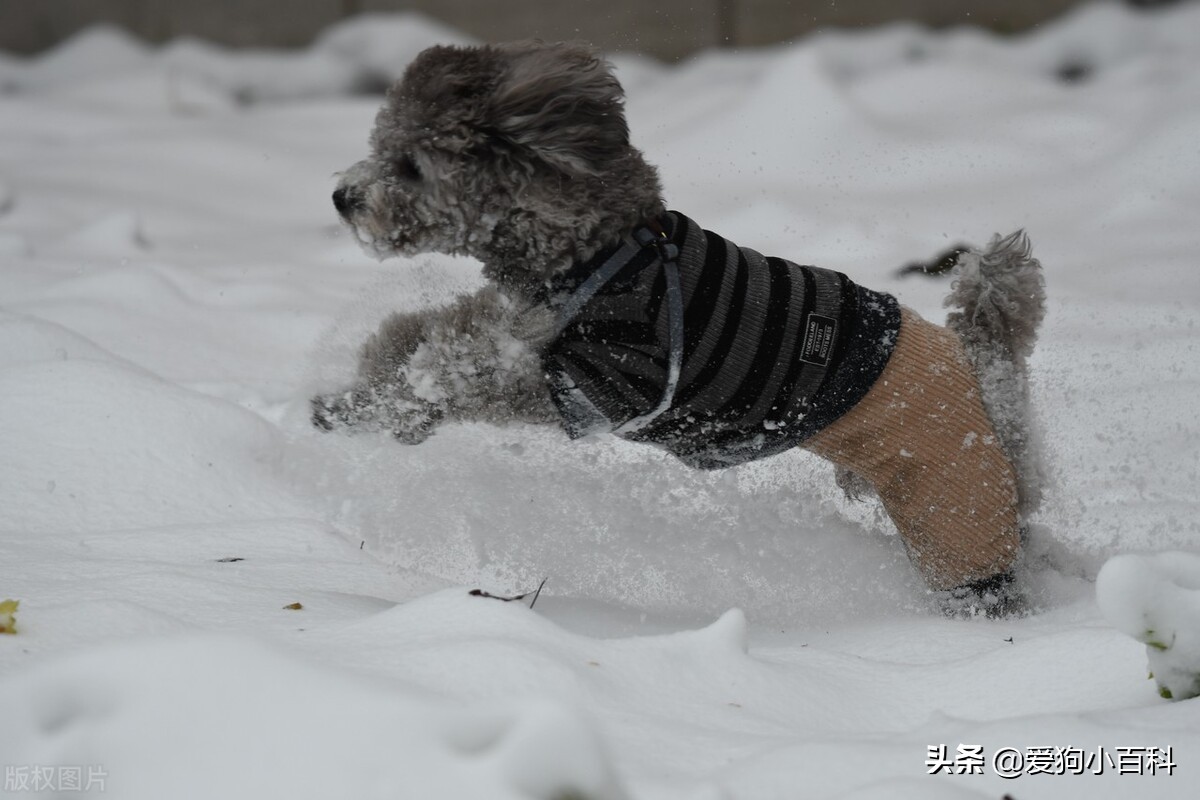 养一公一母泰迪要注意什么,怀孕养泰迪狗注意事项
