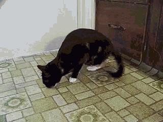 猫咪能看到鬼吗,猫咪能看到灵异东西吗