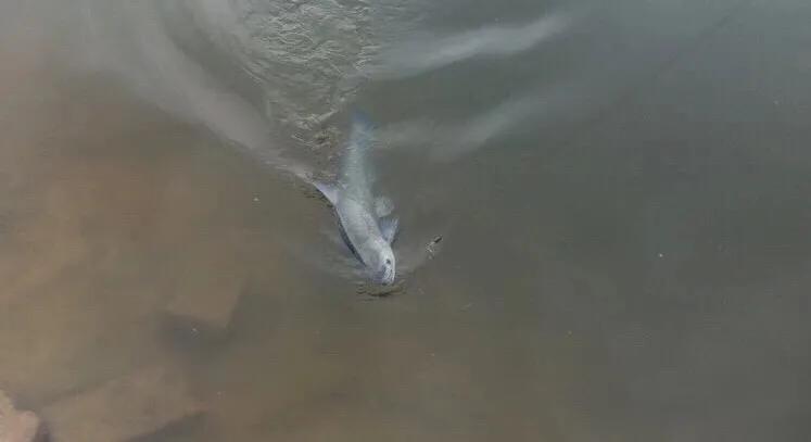 做鱼窝的教程,如何做自然鱼窝