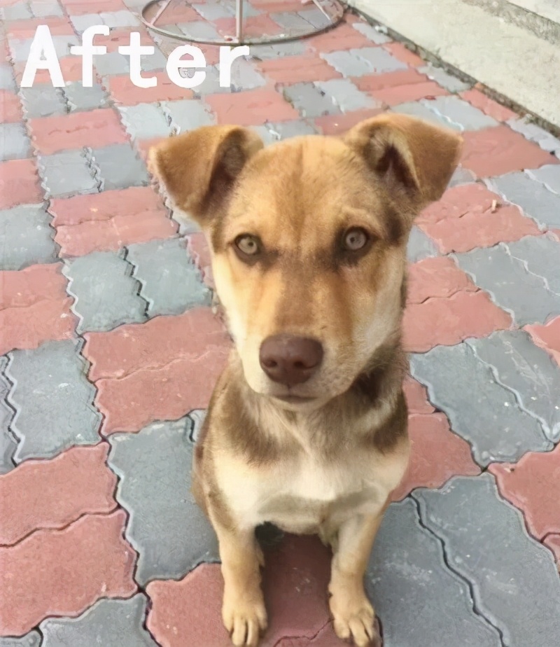 狗狗最初是白毛现在变黄怎么回事,刚一个月的狗狗毛是白黄的正常吗