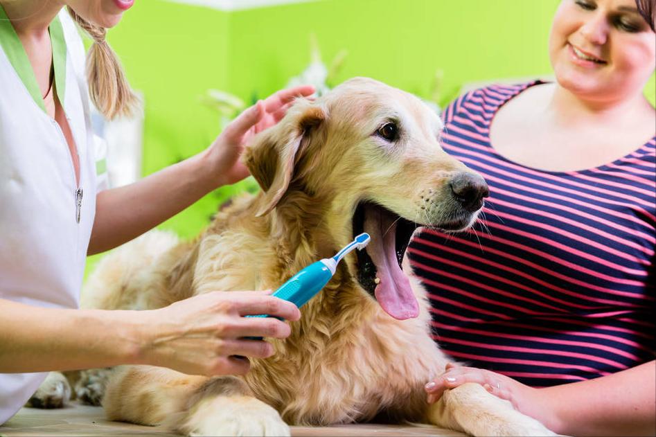 宠物狗吃肉对身体有害吗,吃肉对动物有什么影响