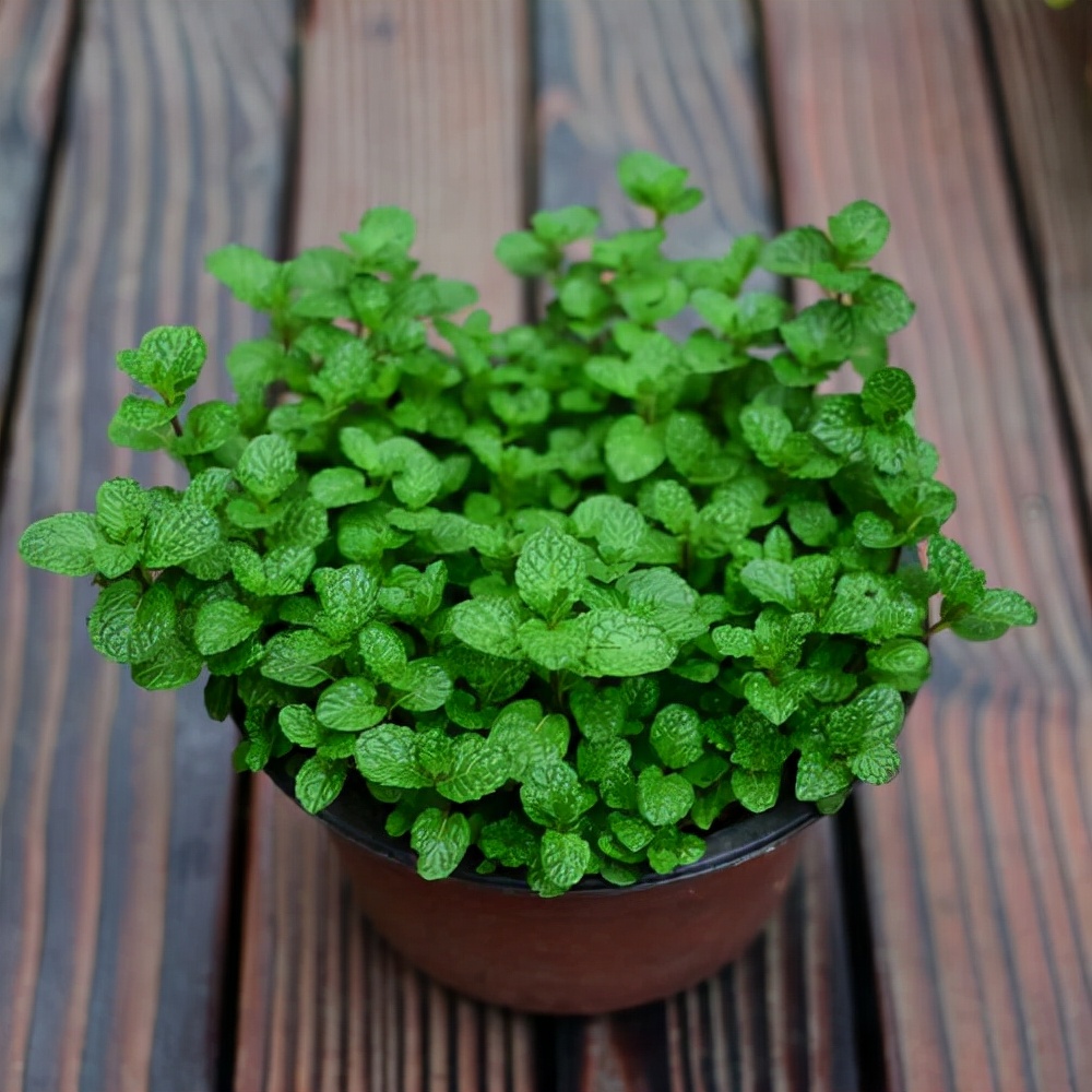 适合邻居养的十种花,养这7种花大人小孩都能养好