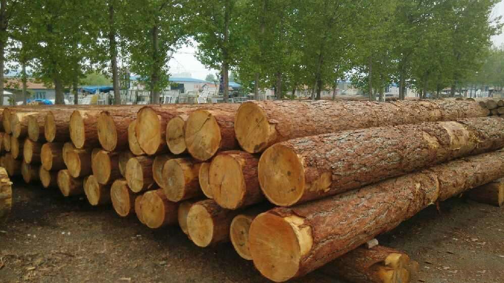 白松与落叶松木材的区别,樟子松木材与落叶松木材的区别