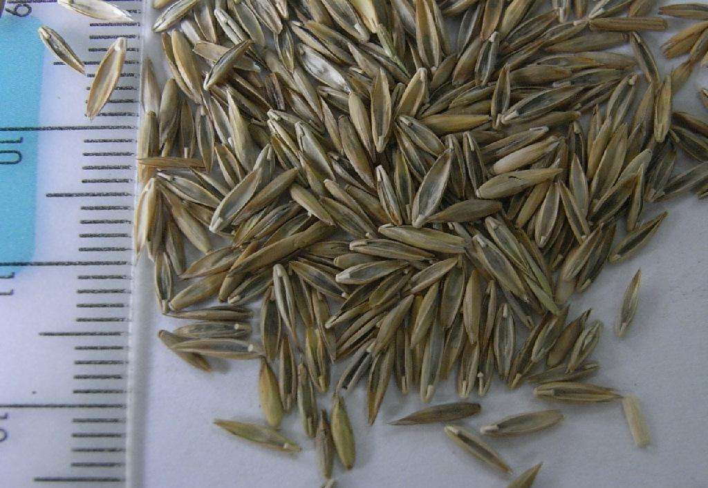 适合西北牧草黑麦草,黑麦草作为牧草哪种好