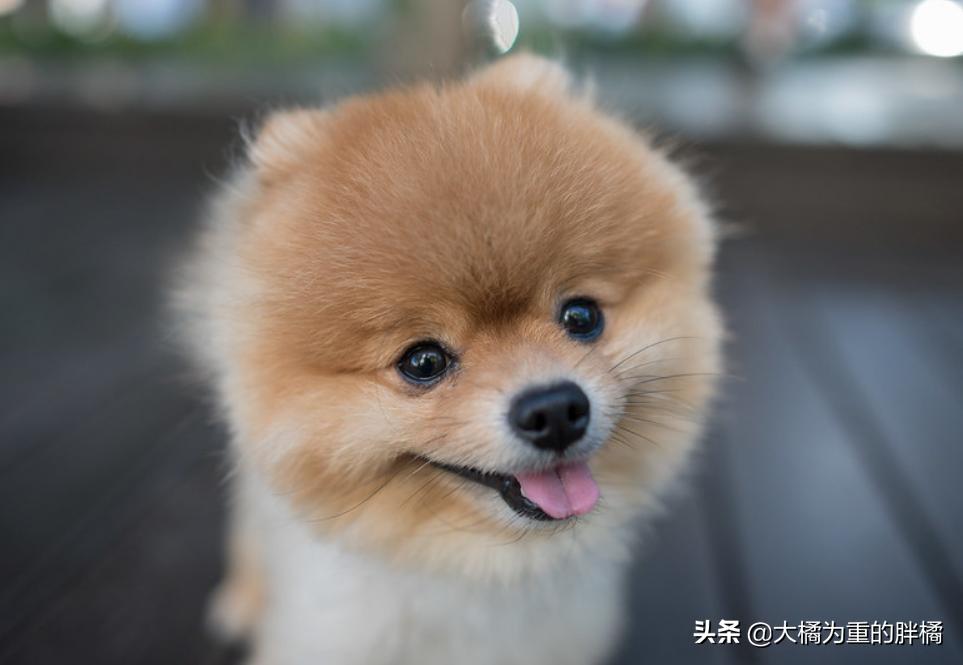 养博美要注意的事,养博美的千万要重视这几件事