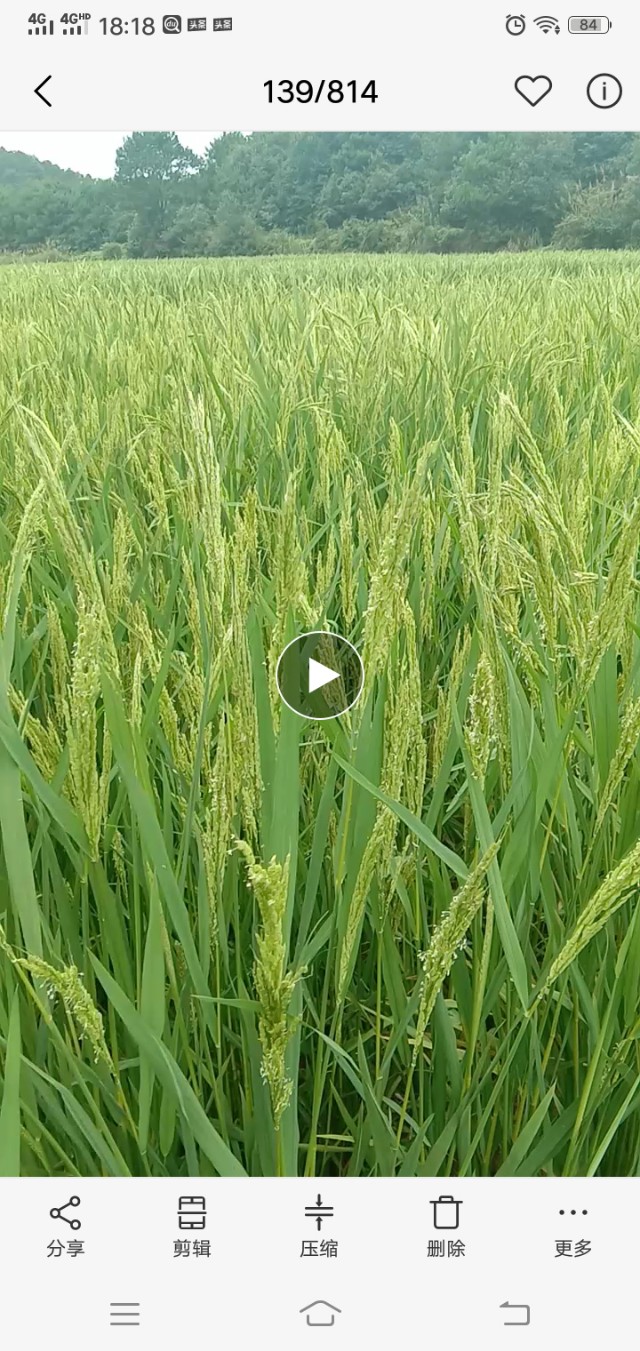 种粮大户退出原因,种粮大户何去何从