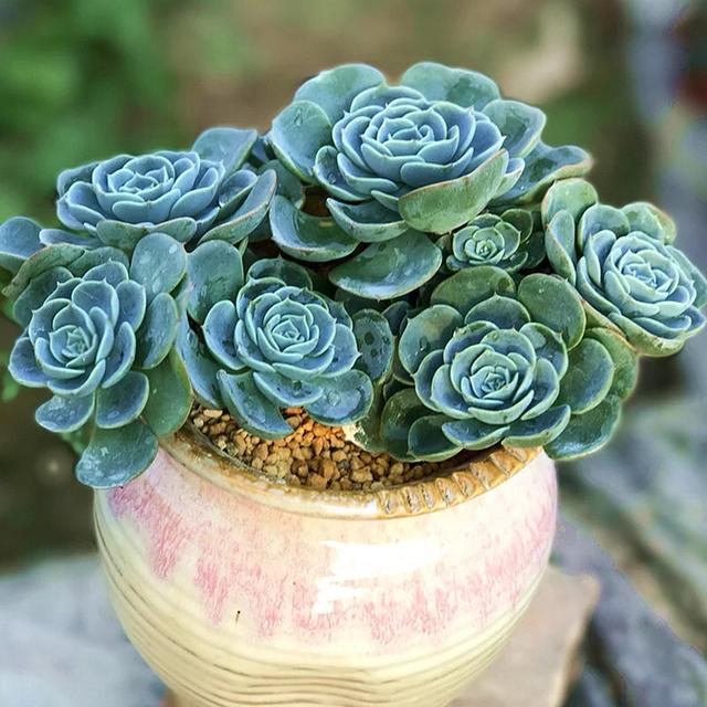 多肉白腐病的克星,多肉黑茎怎么治