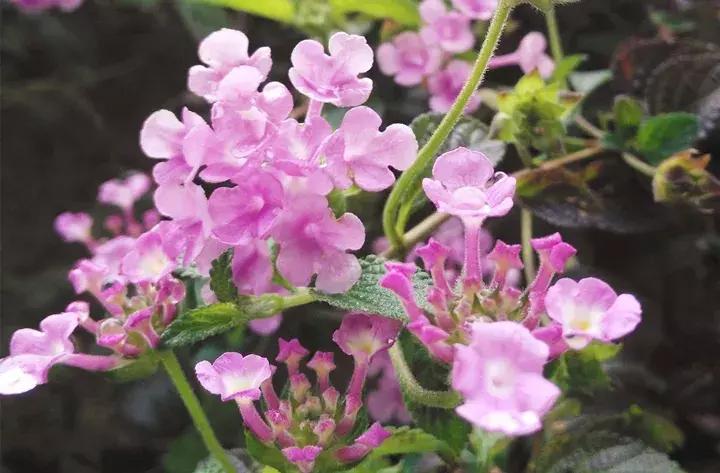 这10种花不怕晒,这3种花不能懒着养