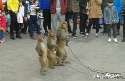 三草两木unine事件,三草两木unine陈宥维