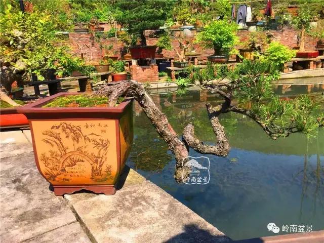 临水式金弹子盆景图片大全欣赏,看盆景展里赏心悦目的盆景