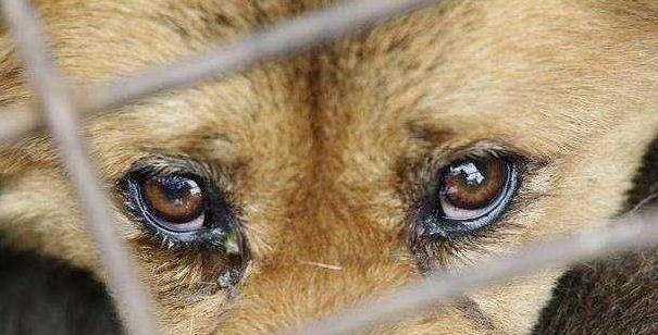 宠物狗狗必备药物,狗狗常备药物有哪些