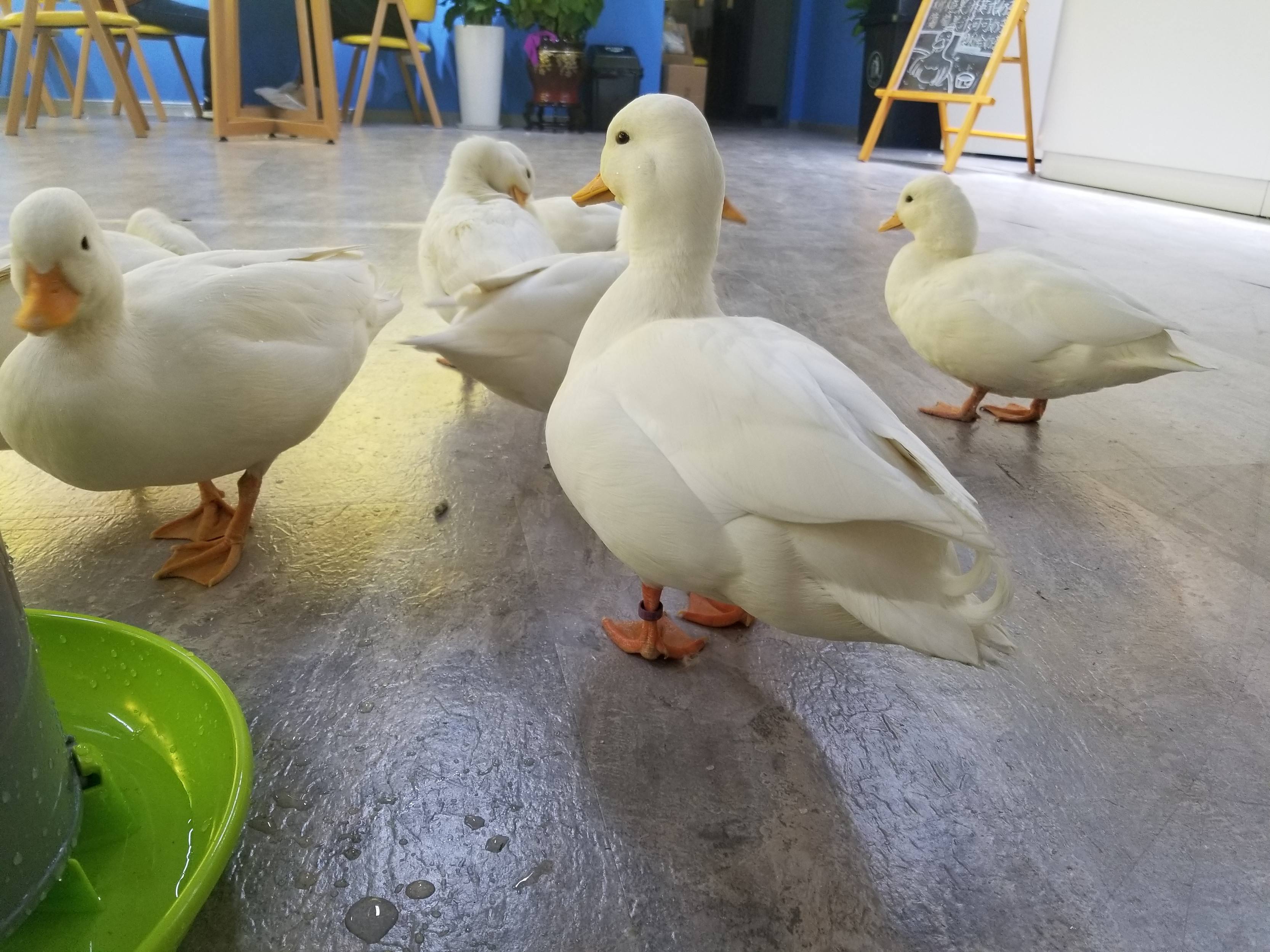 圆润可爱的柯尔鸭,养可爱的柯尔鸭