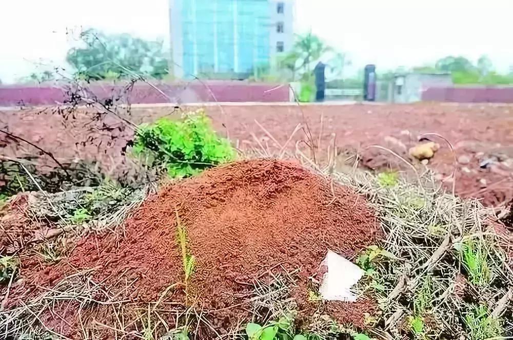 红火蚁出没村民被咬致休克,红火蚁入侵这里多人被咬伤