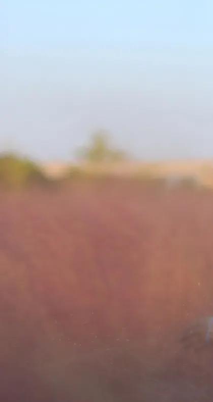 金的功用,金的功能主治