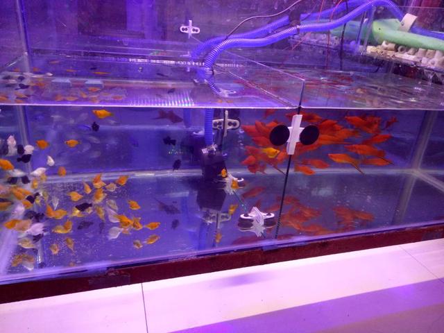 观赏鱼买商家还是买个人,观赏鱼买的时候好好的入缸就生病