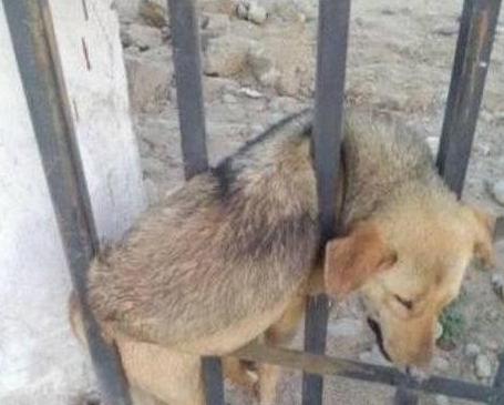 30张搞笑图片gif,笑晕过去搞笑图片