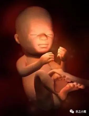 孕期胎儿成长图鉴,孕期胚胎成长图片