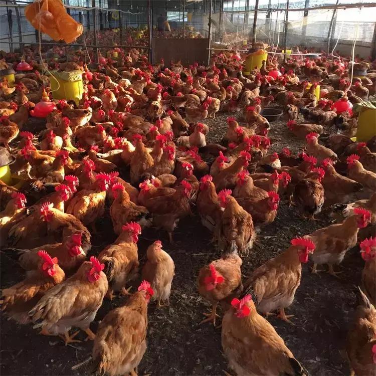 儿童鸡痘初期症状,人传染了鸡痘会有什么症状