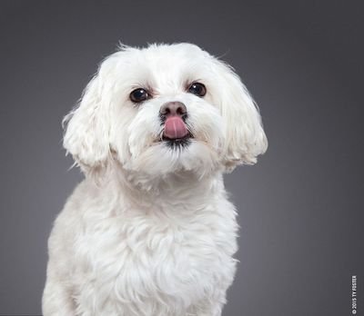 狗得了角膜炎打的什么针,狗得了角膜炎症状