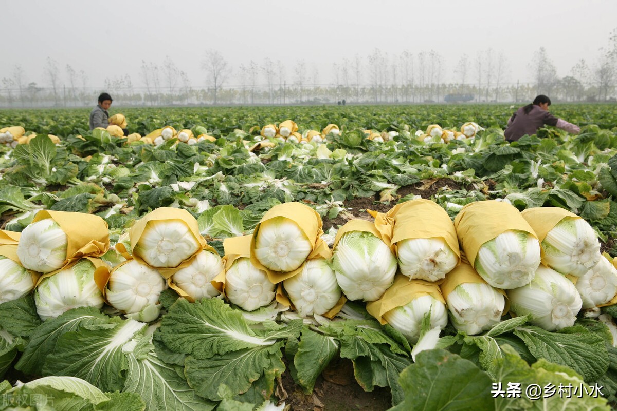 白菜种植小技巧不生虫不生病,白菜的种植技术及病害防治