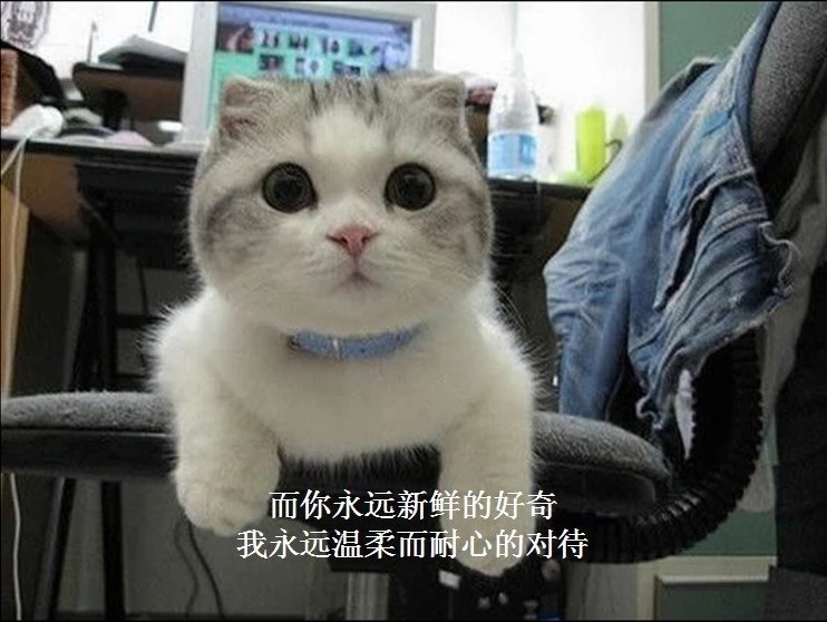 我只想说声爱你,只想再爱你一次