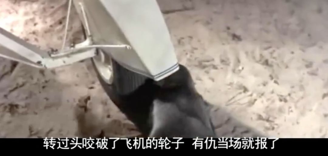 全球最无所畏惧的平头哥,世界上谁能打败平头哥