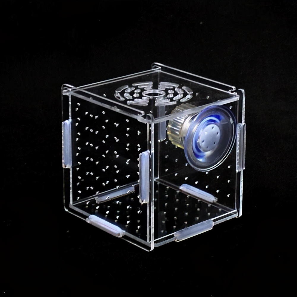 夏季养龟这4点千万要注意,秋季养龟注意事项