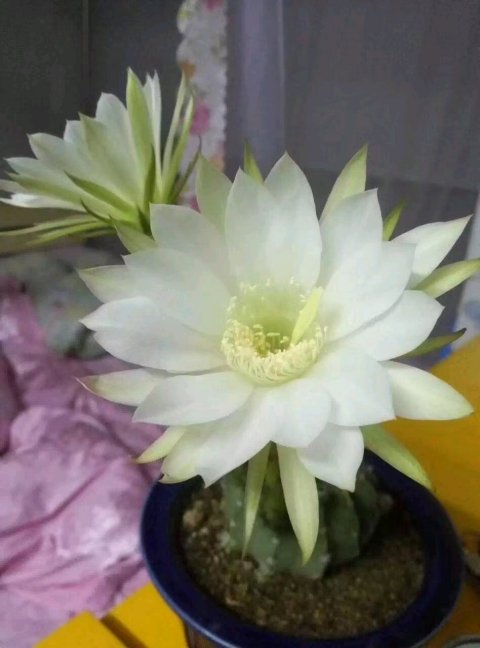 十个仙人球,最新30个仙人球品种