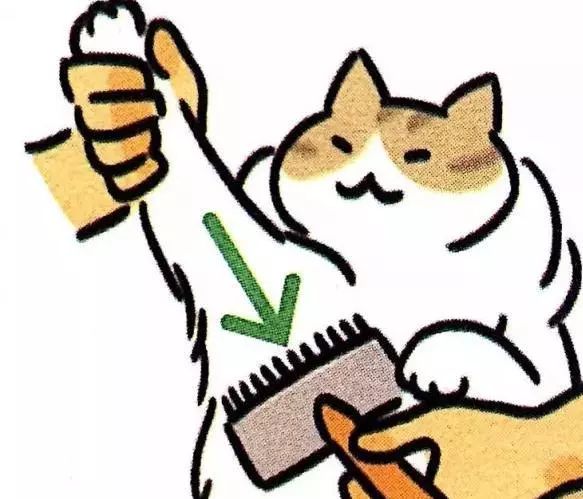 给猫主子梳毛,给猫猫梳毛用什么最好